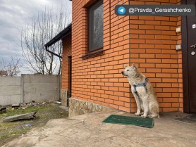 FOTO // Hachiko din Ucraina: Un căţel îşi aşteaptă de 3 săptămâni stăpâna să se întoarcă acasă, printre dărâmături şi bombe